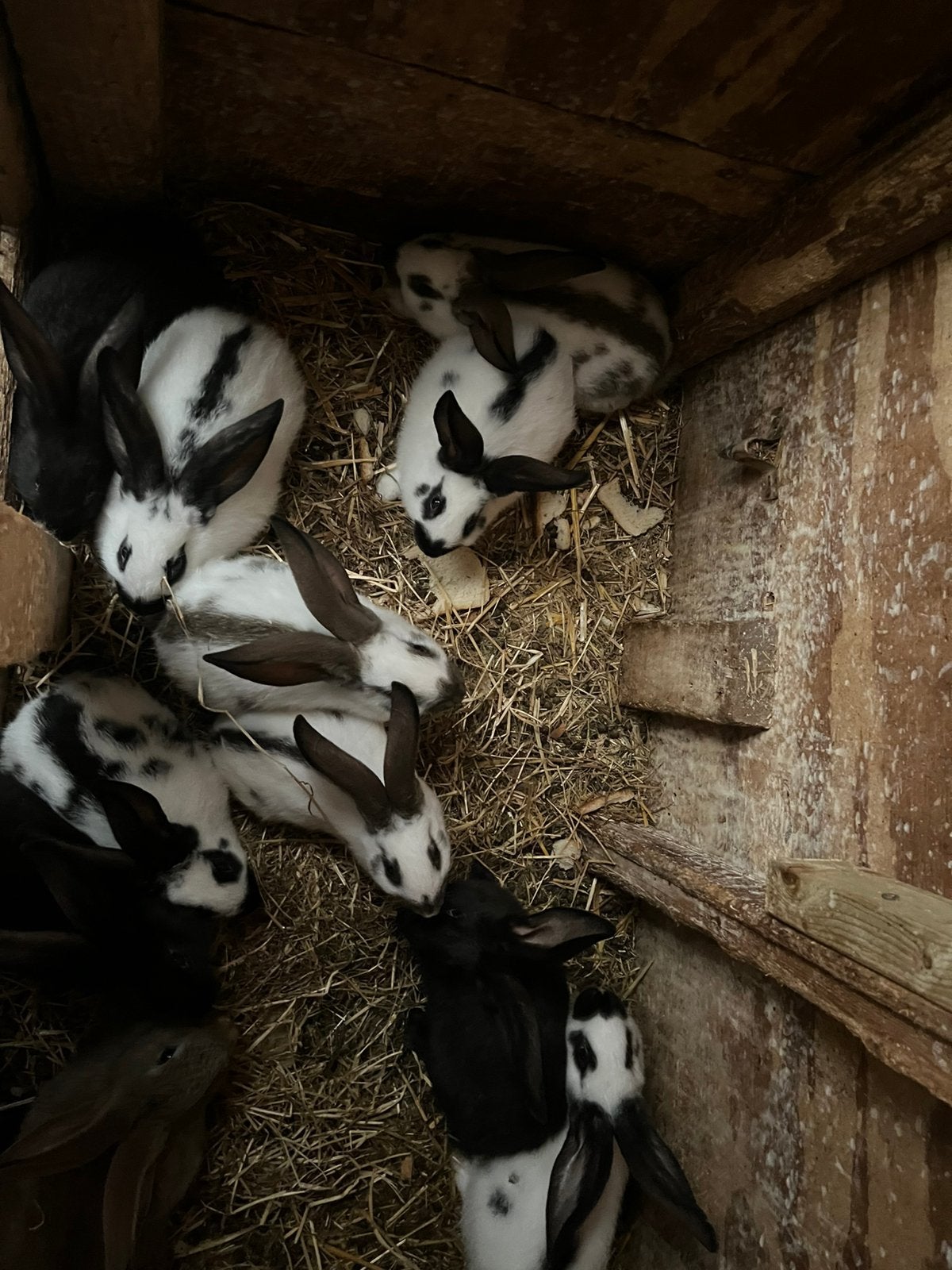 Konijnen te koop, Dieren en Toebehoren, Geslacht onbekend, Middelgroot, 0 tot 2 jaar