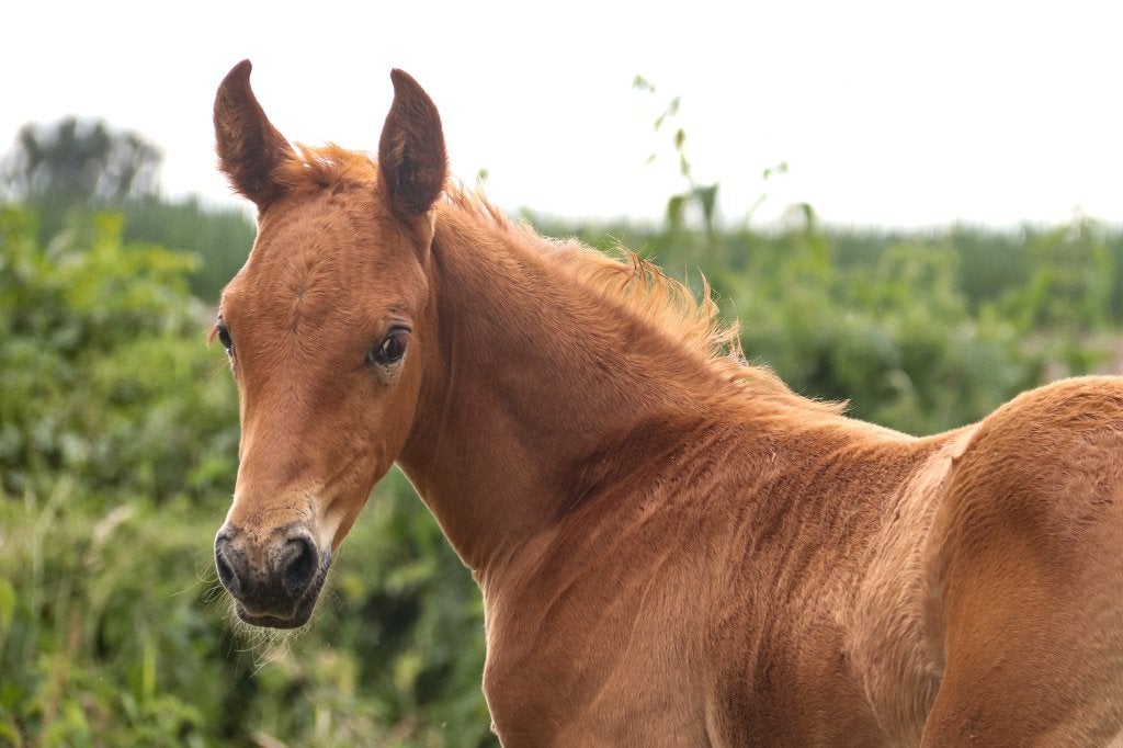 Veulen D pony, Met stamboom, Springpony, 0 tot 2 jaar, Hengst