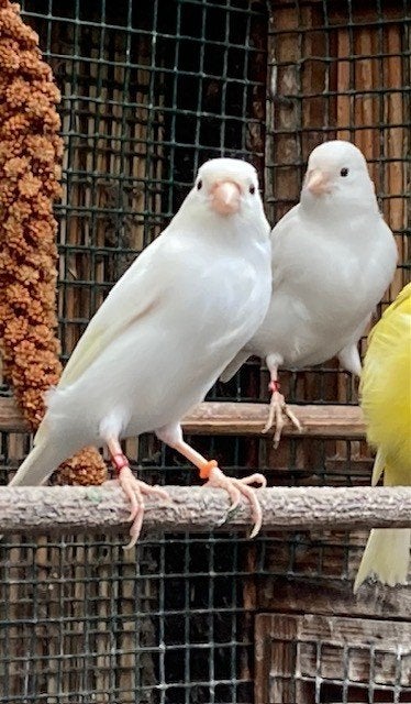 Witte waterslagers, Dieren en Toebehoren, Meerdere dieren, Zangkanarie