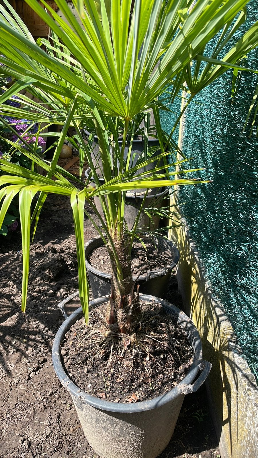 Palmbomen en bananenplant, Ophalen, In pot, Palmboom