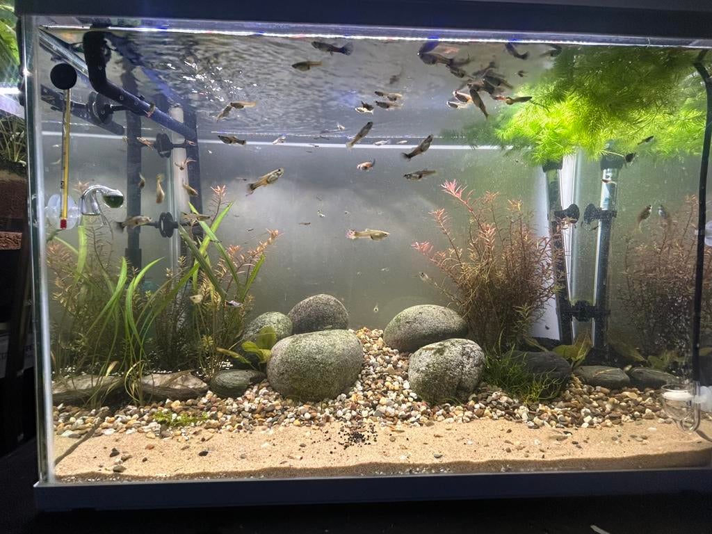 Guppys, Dieren en Toebehoren, Ophalen, Zo goed als nieuw