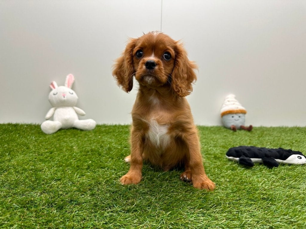 Cavalier King Charles Spaniel pups, België, 8 tot 15 weken, CDV (hondenziekte), Meerdere