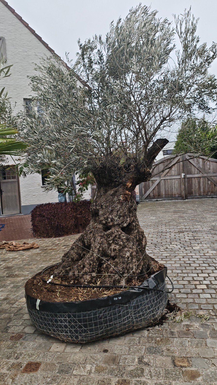 Mega olijfboom, Tuin en Terras, Ophalen, Volle zon, Olijfboom, 250 tot 400 cm