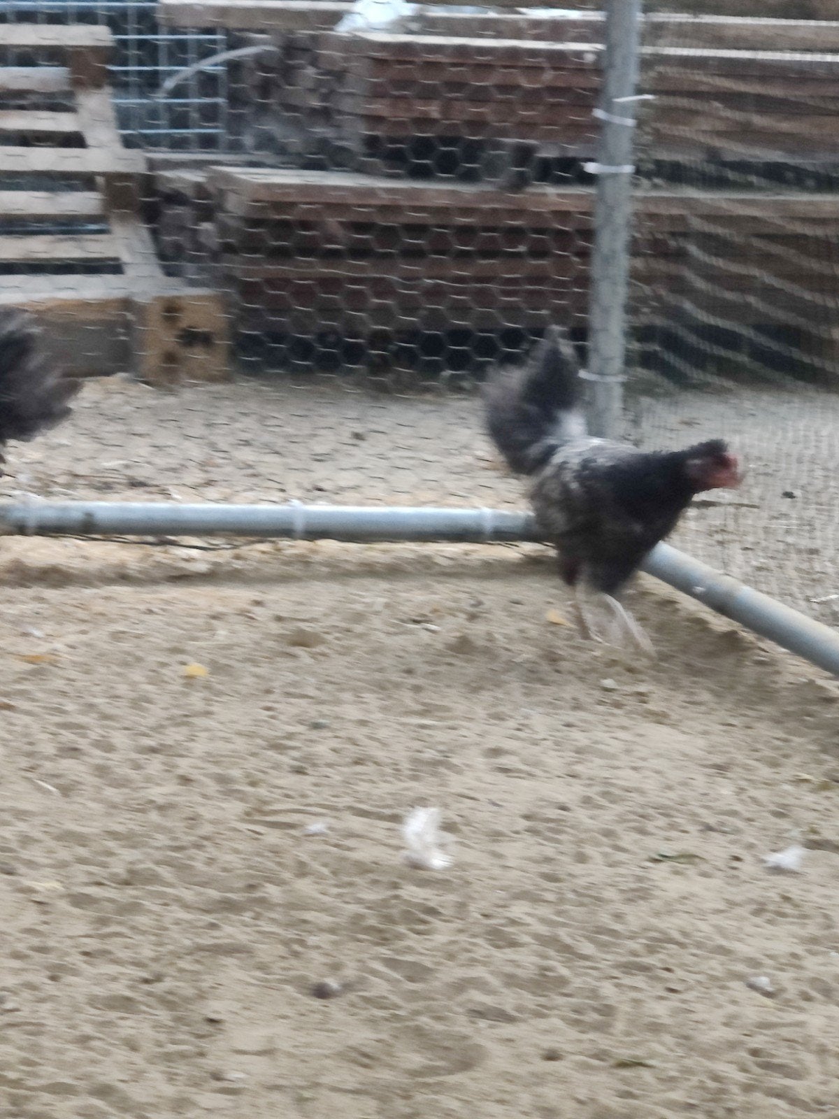 2 jonge kippen te koop