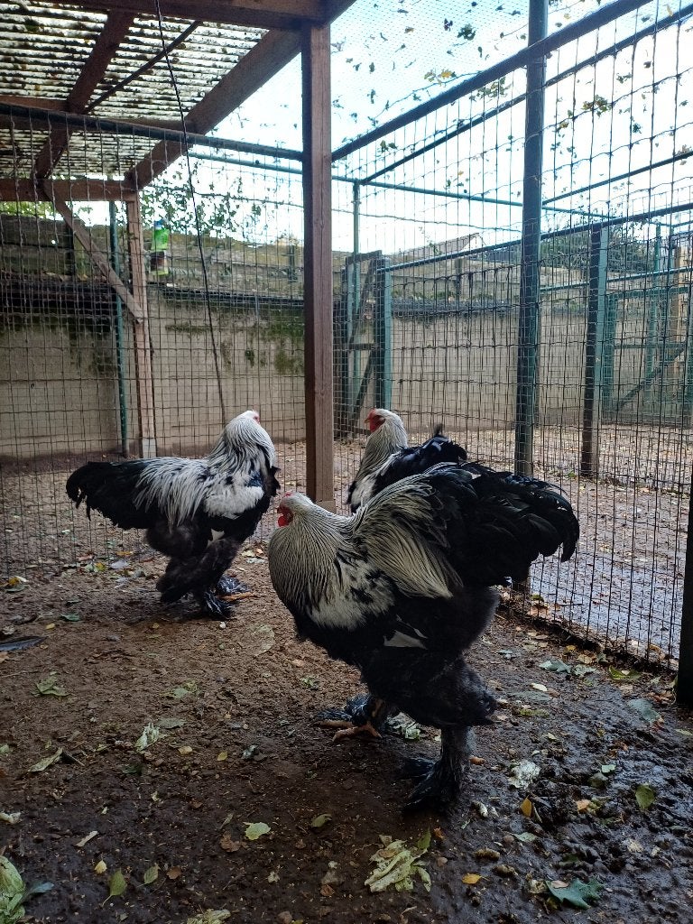 brahma hanen, Dieren en Toebehoren, Mannelijk, Kip