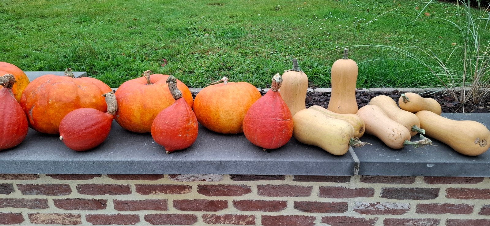 POMPOENEN, POMPOENEN, BUTTERNUTS, Ophalen
