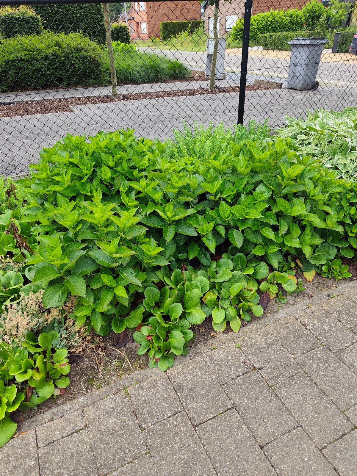 Hortensia roze, Tuin en Terras, Ophalen, Hortensia