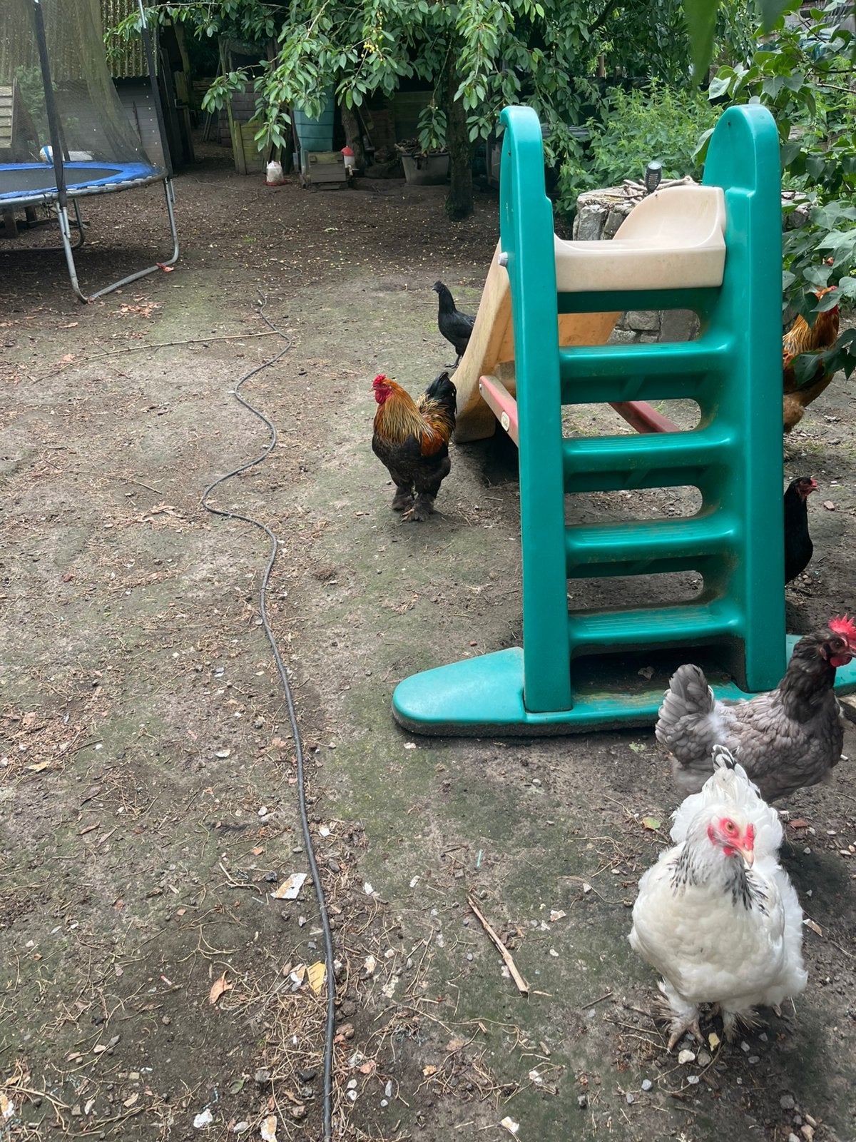 Mini Brahma koppel, Dieren en Toebehoren, Pluimvee, Kip