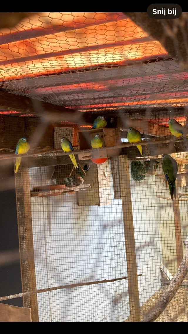 Turquoisine parkieten, Dieren en Toebehoren