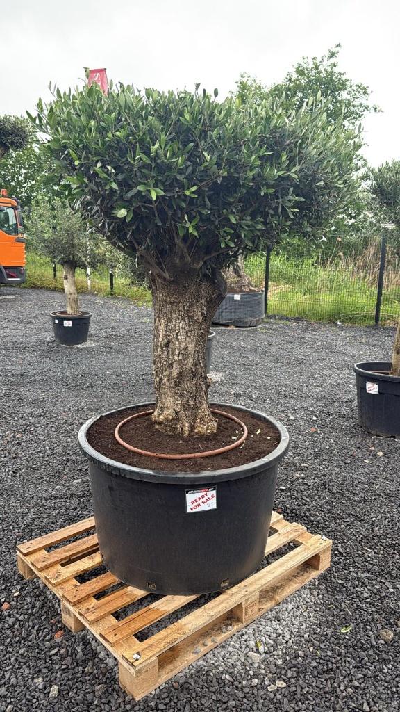 Olijfbomen, Tuin en Terras, Planten | Bomen, Lente, 100 tot 250 cm, Olijfboom, Ophalen