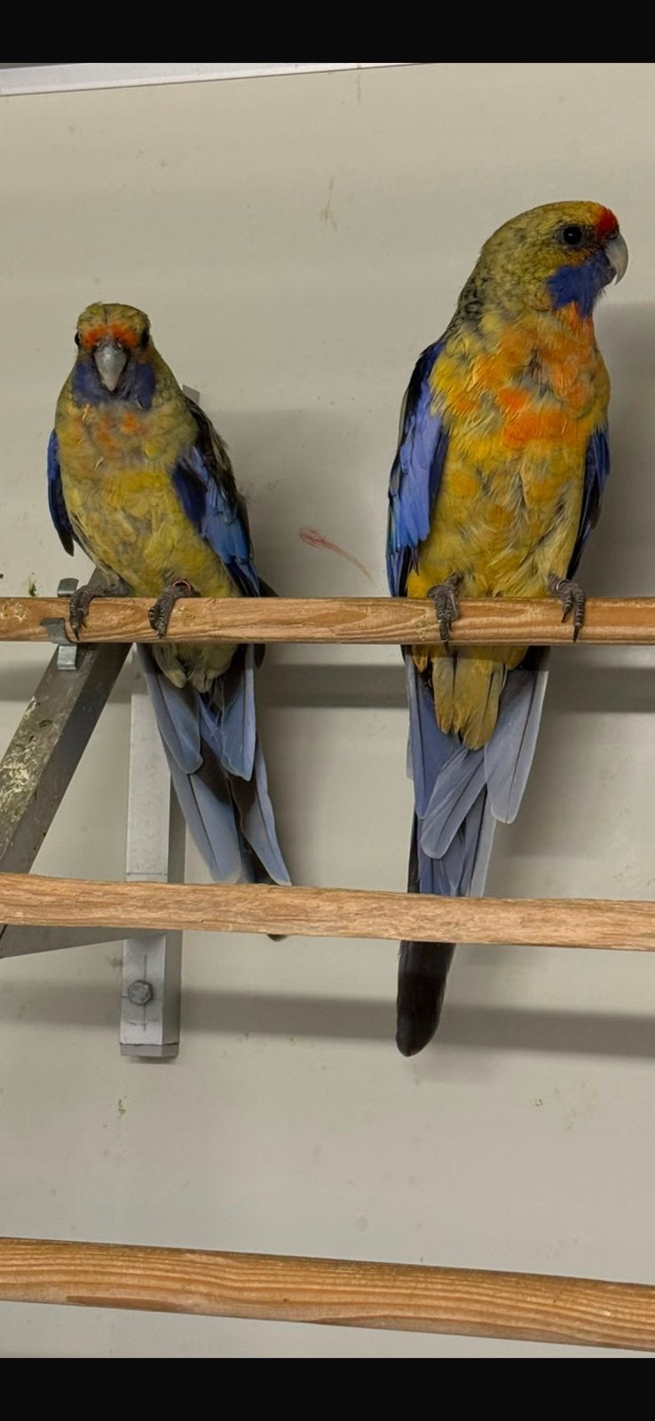 Kweekkoppel strogele rosellas, Plusieurs animaux, Perruche, Bagué