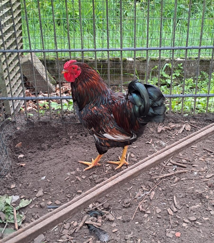 Wyandotte haan, Dieren en Toebehoren, Pluimvee