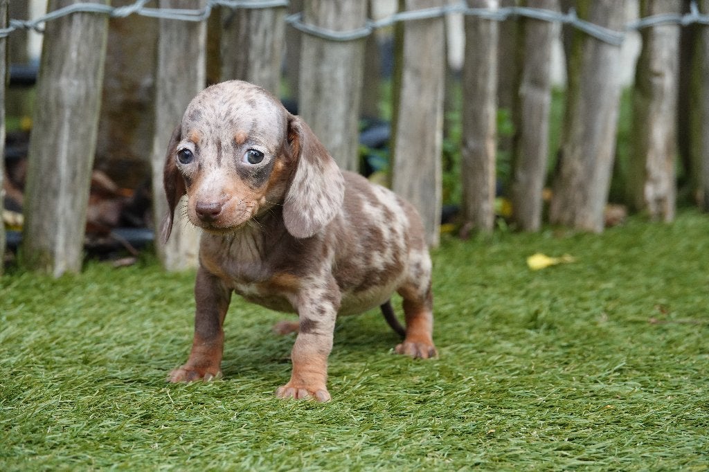 Chiots teckels nains à poil ras avec pedigree, Poils courts, Maladie de Carré (chiens), Plusieurs, Nain