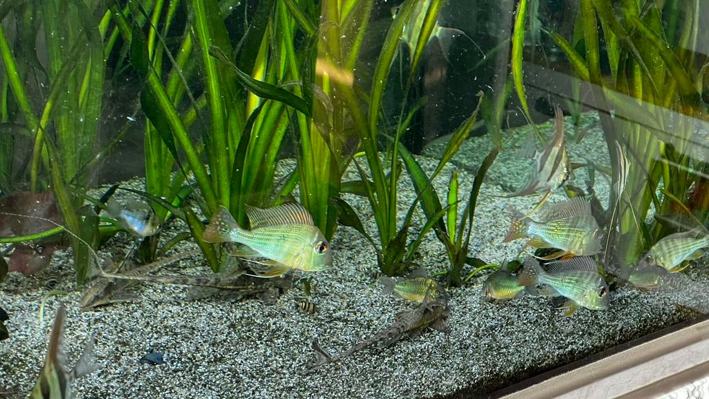 Geophagus, Dieren en Toebehoren, Vis, Zoetwatervis, Schoolvis