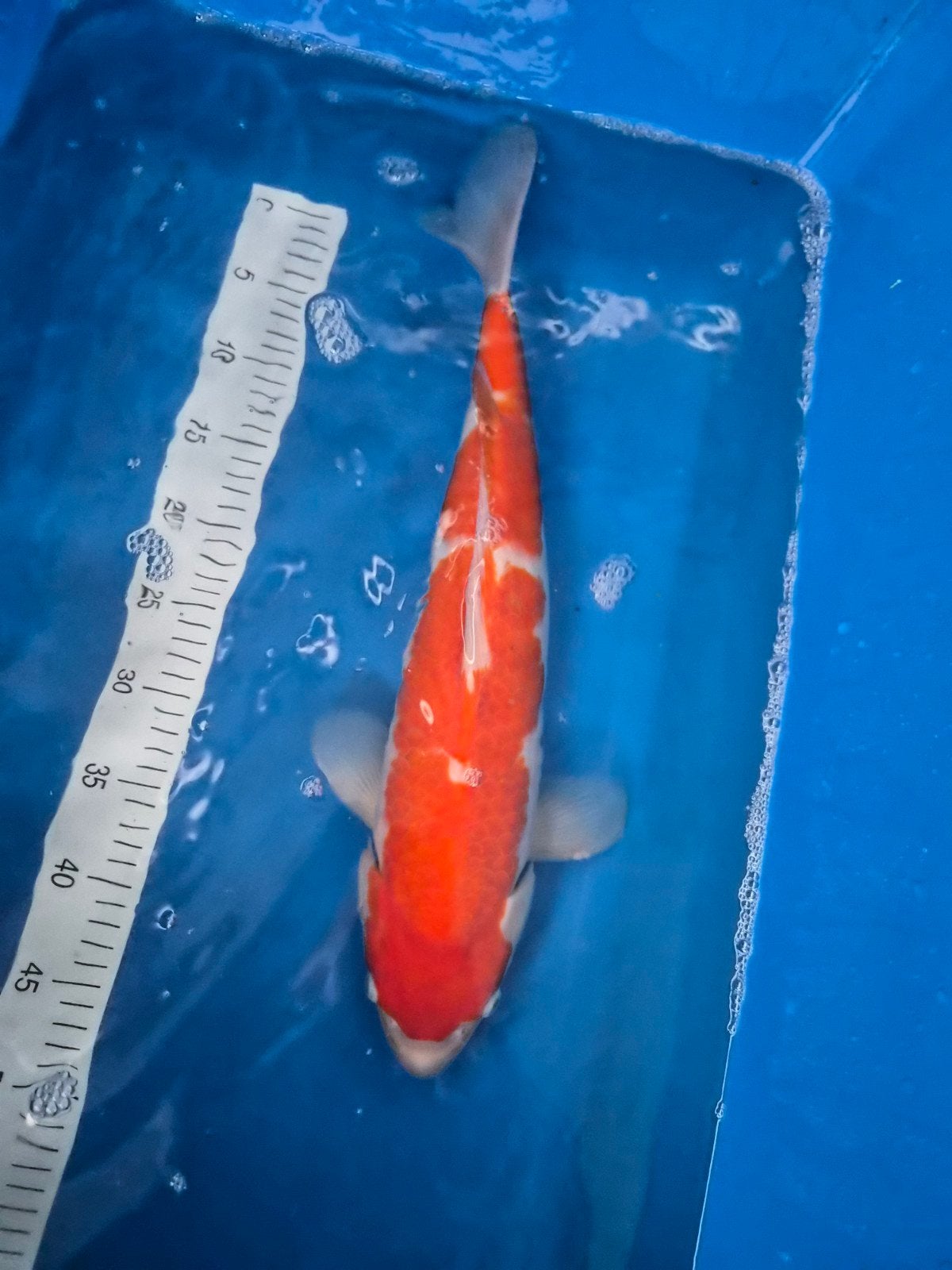 nisai momotaro kohaku