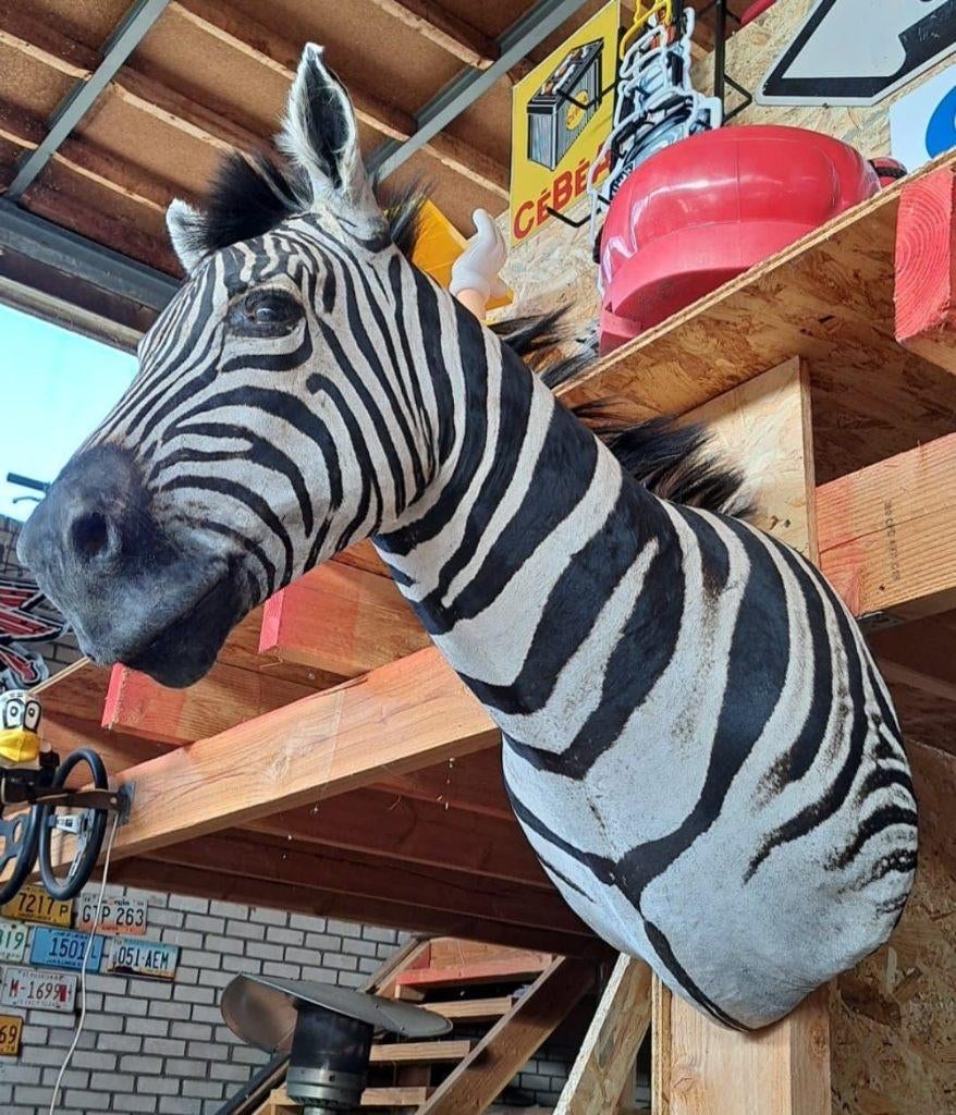 Vintage Zebra hoofd taxidermie wand decoratie mancave, Enlèvement, Utilisé, Animal sauvage, Bois ou Tête