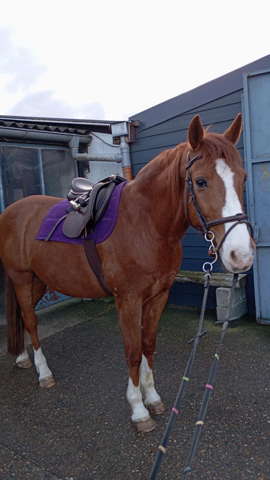 Super brave ruin te koop, Dieren en Toebehoren, Minder dan 160 cm, Ruin, Gechipt, Westernpaard