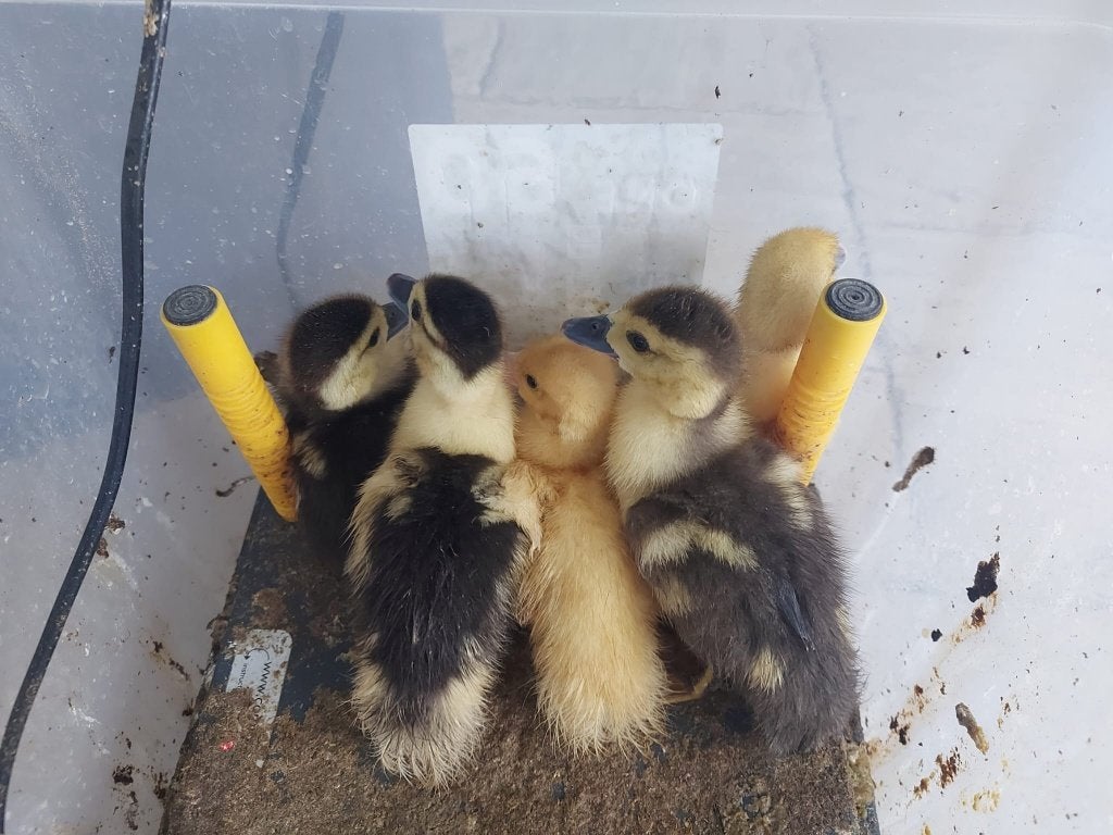 Te Koop: 5 Jonge Eendjes Barbarie, Dieren en Toebehoren, Geslacht onbekend, Eend