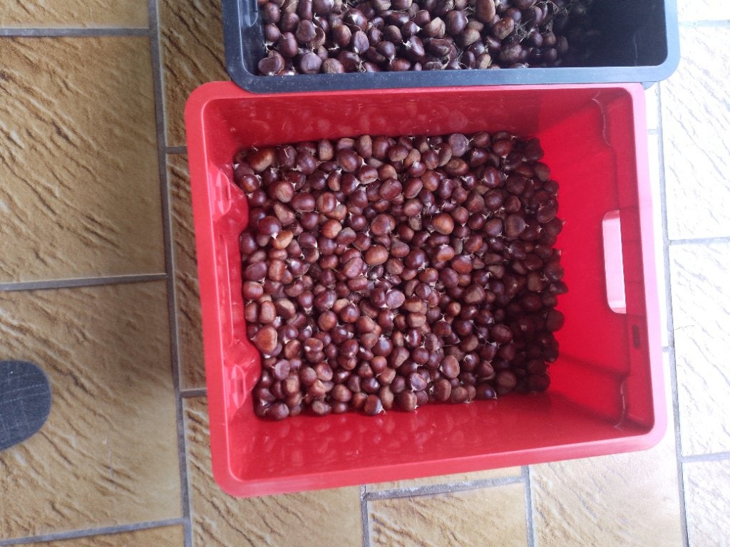 Tamme kastanjes, Dieren en Toebehoren, Ophalen, Vee