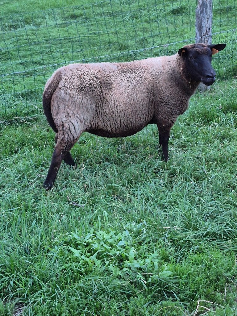 Schapen ooi, Femelle, Mouton, 3 à 5 ans