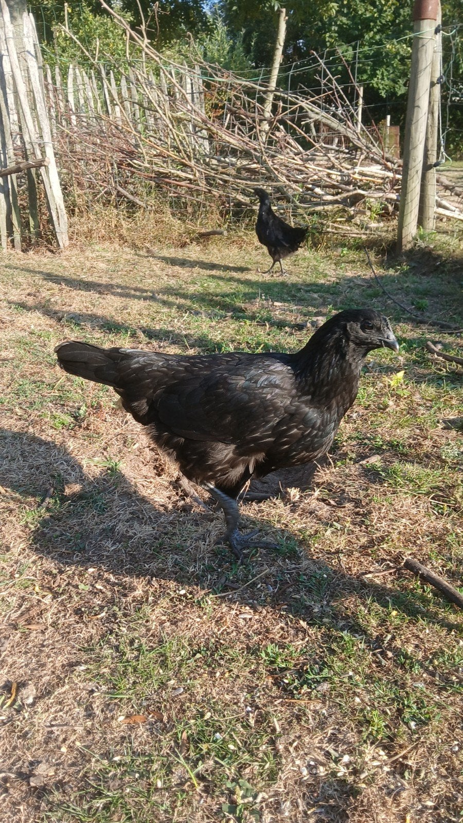 Ayam Cemani, Dieren en Toebehoren, Meerdere dieren, Kip