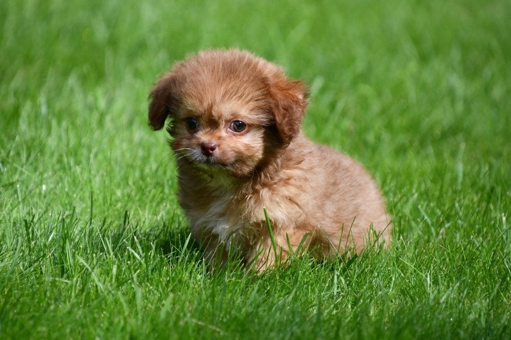 Chiots Shih Tzu x Chihuahua à vendre, Maladie de Carré (chiens), Autres races, Plusieurs, Belgique