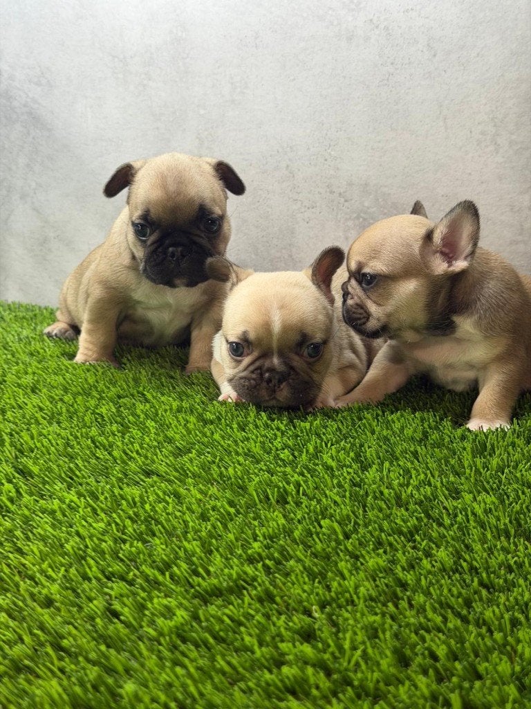 Franse Bulldog pups bij ons thuis geboren, Dieren en Toebehoren, België, Fokker | Hobbymatig, CDV (hondenziekte), 8 tot 15 weken