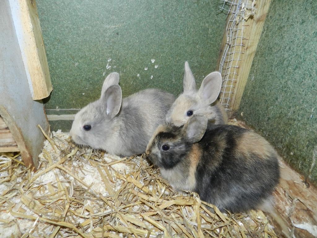 Dwergkonijnen, Meerdere dieren, Dwerg