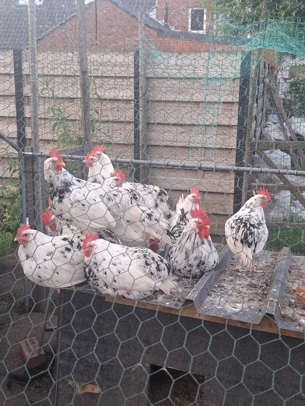 Broedeieren leghorn exchequer bont, Dieren en Toebehoren