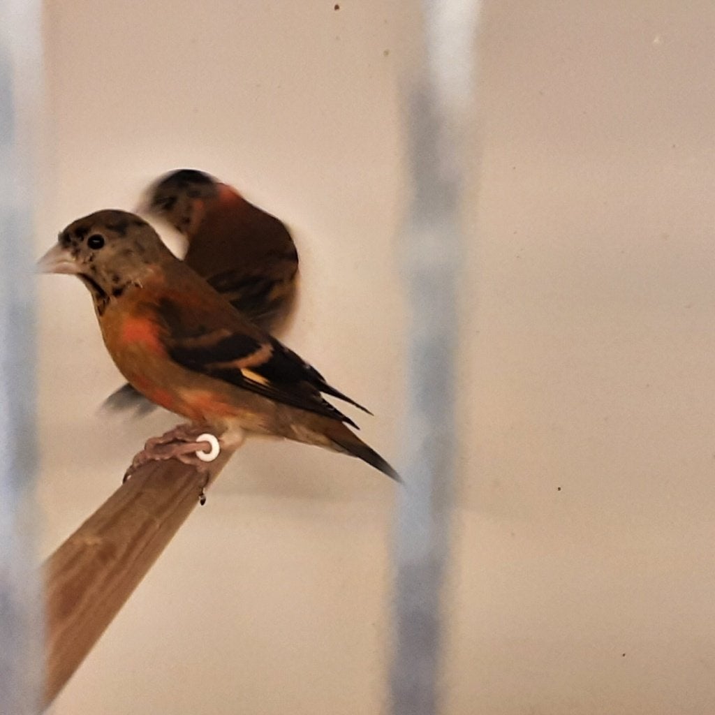 Kapoetsensijs, Dieren en Toebehoren, Vogels | Overige Vogels, Tropenvogel