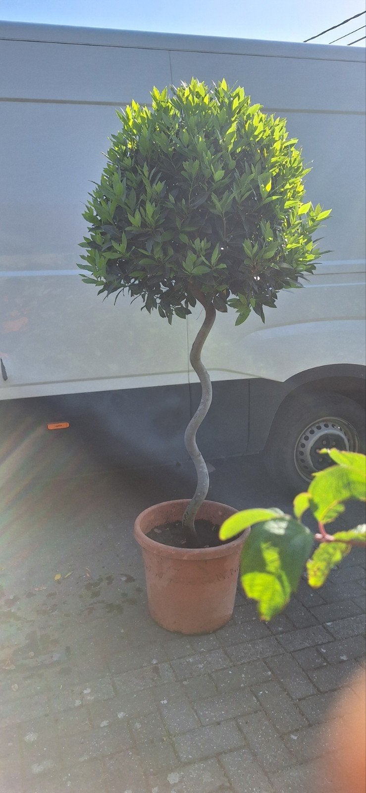 Laurus nobilis, gedraaide stam, 25j oud, Ophalen, Volle zon