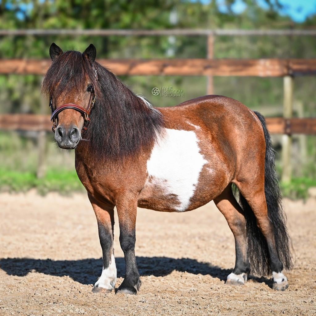 Jument Shetlander, Animaux & Accessoires, Poneys, Jument, Poney A (jusqu'à 1.17 m), Poney de récréation, 11 ans ou plus, Avec pedigree