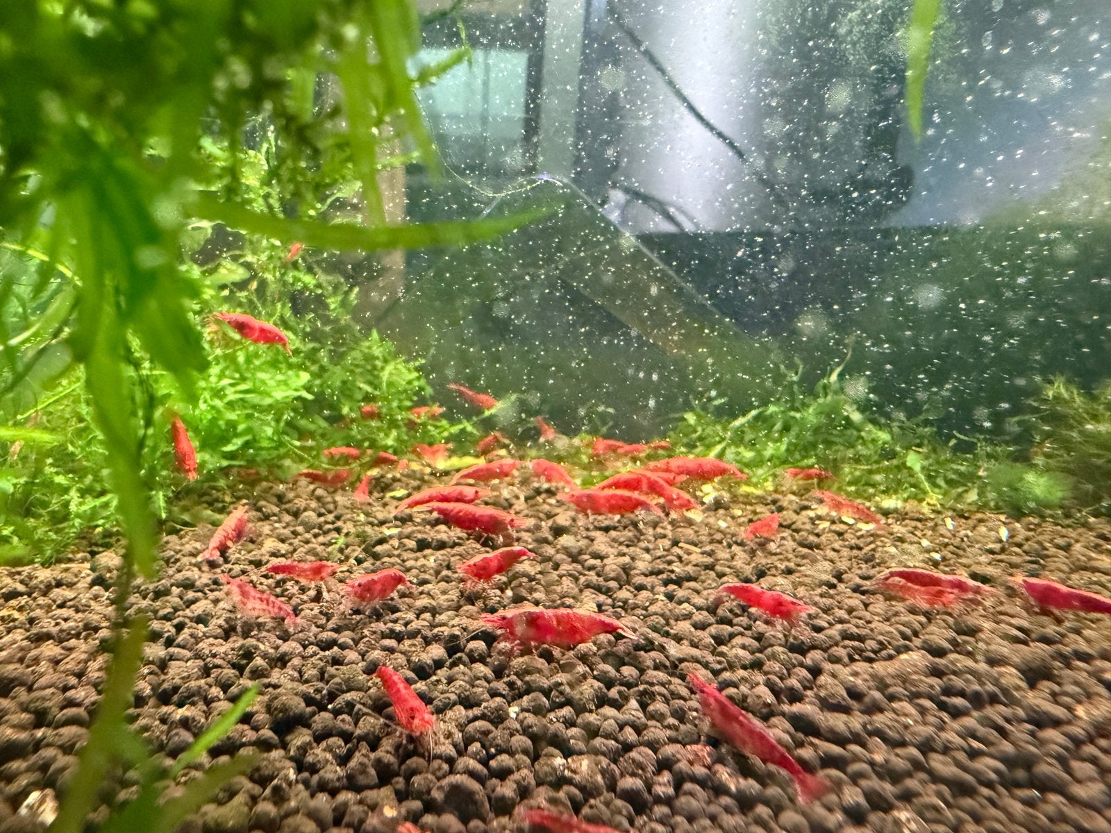 Vuurgarnalen red cherry beschikbaar, Dieren en Toebehoren