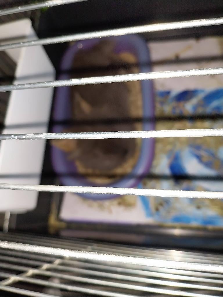 Le lapin avec cage, Animaux & Accessoires, Lapin, 75 à 110 cm, Cage, Enlèvement