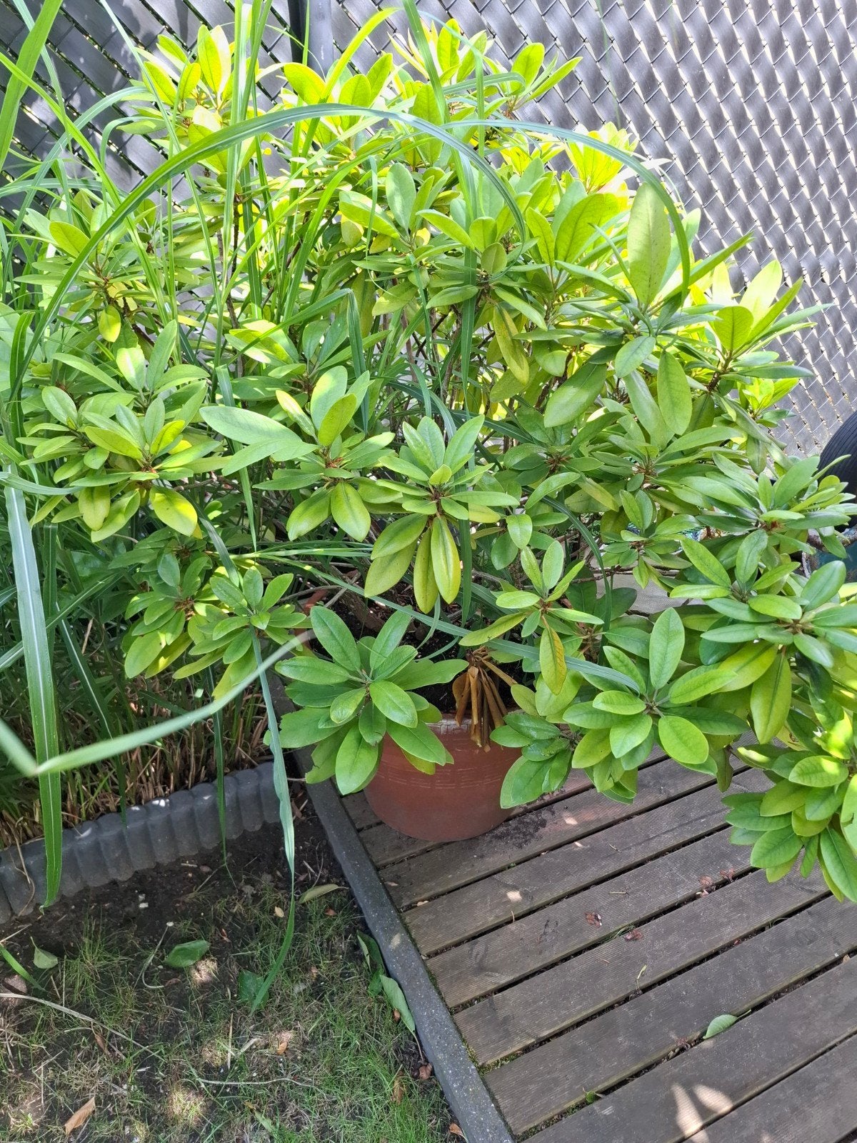Plant in pot rododendron, Tuin en Terras, Planten | Bomen, Ophalen, In pot