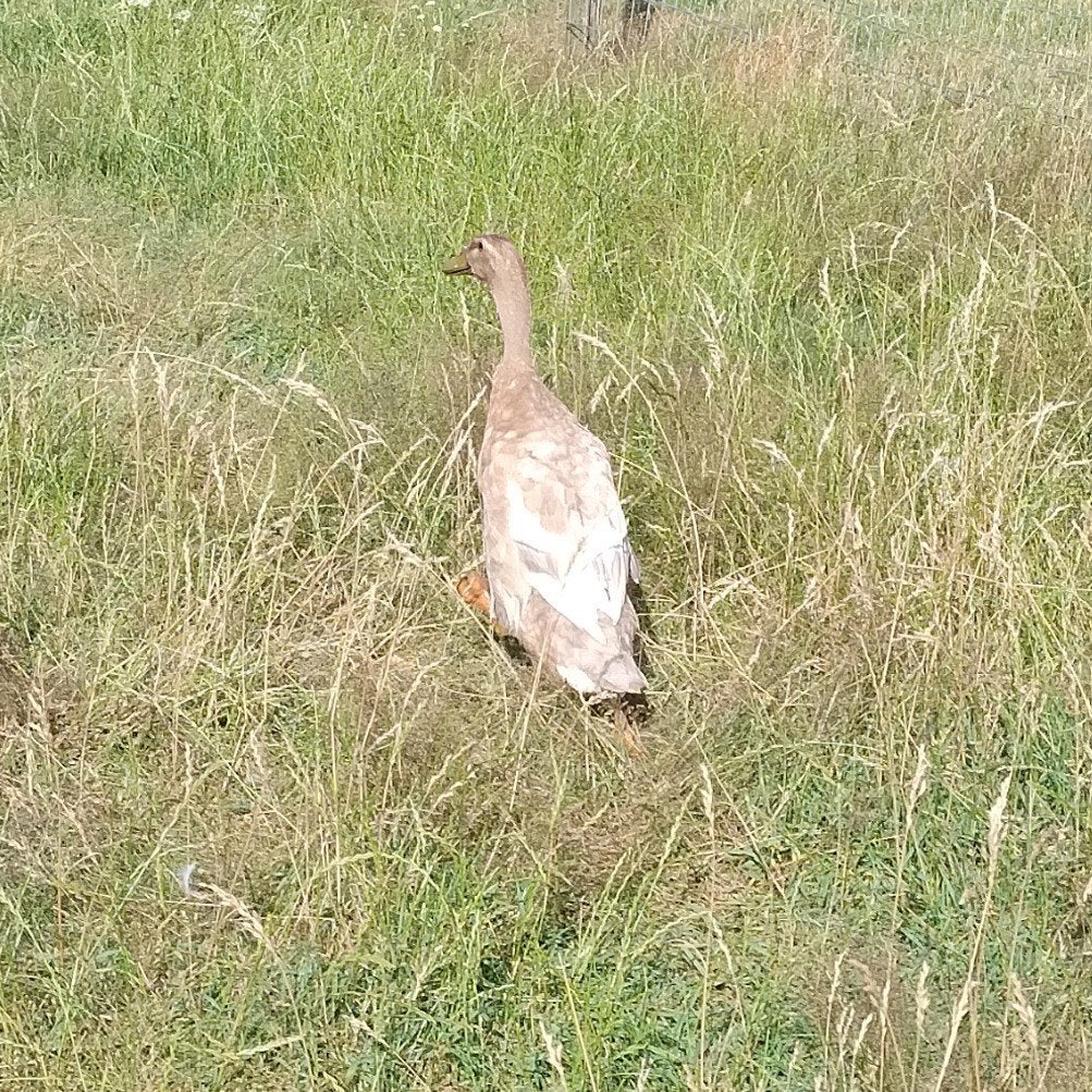 Indische loopeend woerd te ruilen, Mâle, Canard