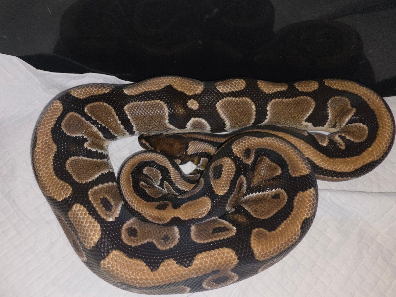 verschillende prachtige koningspythons! Ball Python photo 3