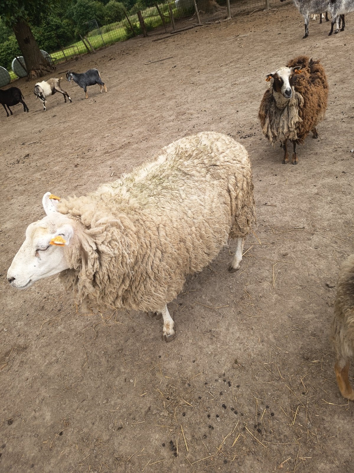Schaap, Mouton