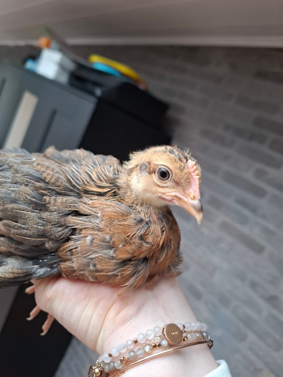 Jonge leghorn patrijs hen, Dieren en Toebehoren