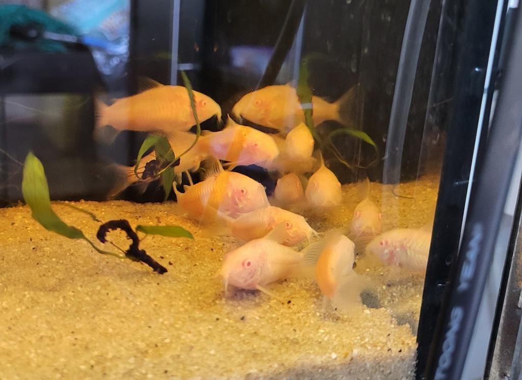 Albino corydoras nakweek, Dieren en Toebehoren