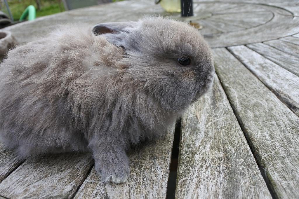 franse hangoren, Dieren en Toebehoren, Konijnen, Meerdere dieren, Groot, 0 tot 2 jaar
