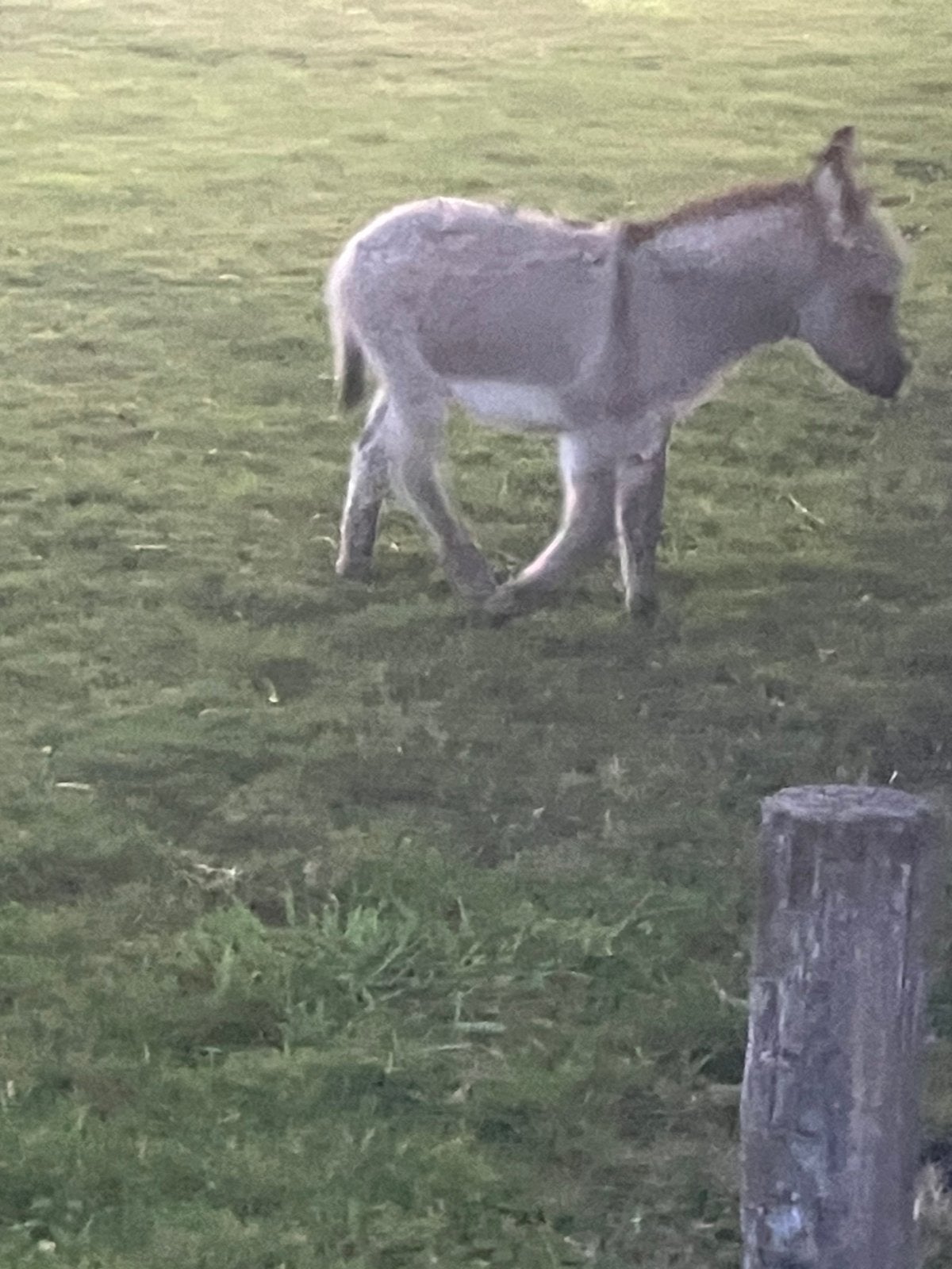 Ezel veulentje kruisezel, Dieren en Toebehoren, 0 tot 2 jaar