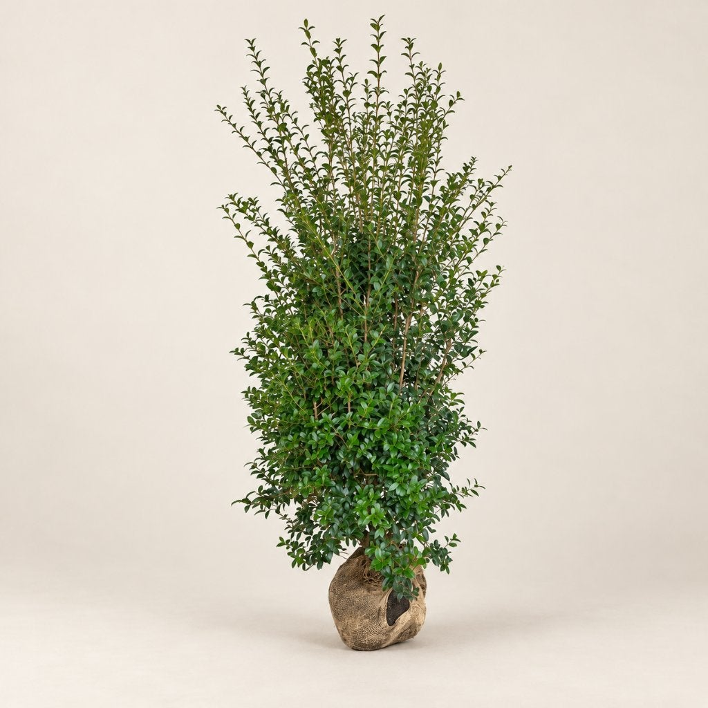 OSMANTHUS BURKWOODII · SCHIJNHULST, Tuin en Terras, Ophalen, Hulst, Haag