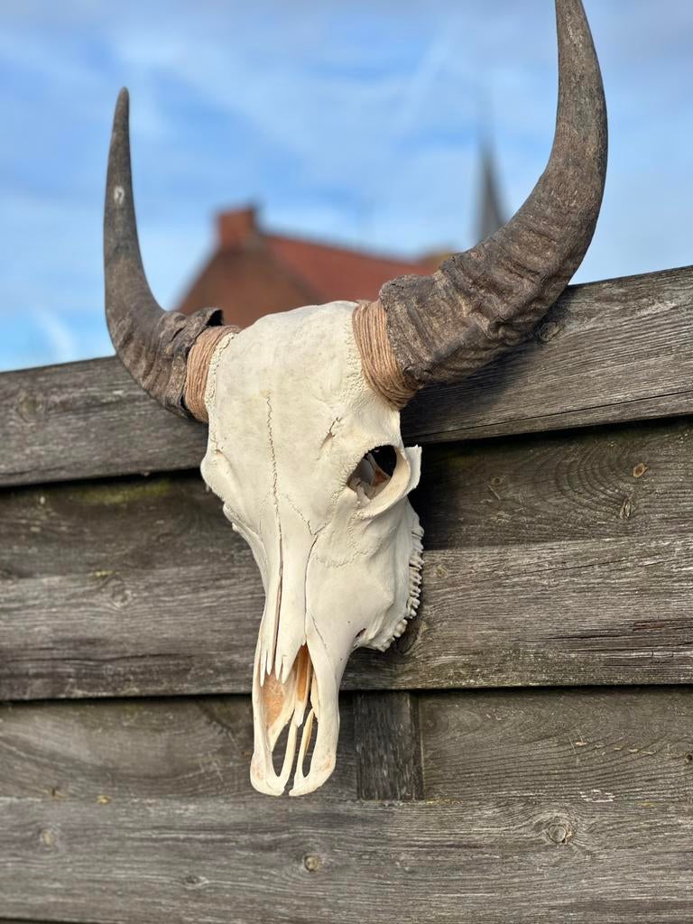 Schedel met tanden buffel, Antiek en Kunst, Ophalen