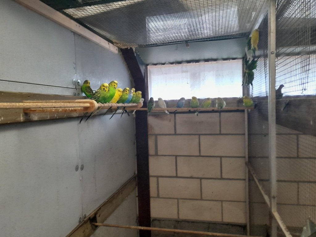 Grasparkieten, Plusieurs animaux, Perruche