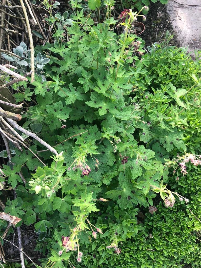 Geranium vaste plant, Tuin en Terras, Planten | Tuinplanten, Ophalen of Verzenden, Vaste plant