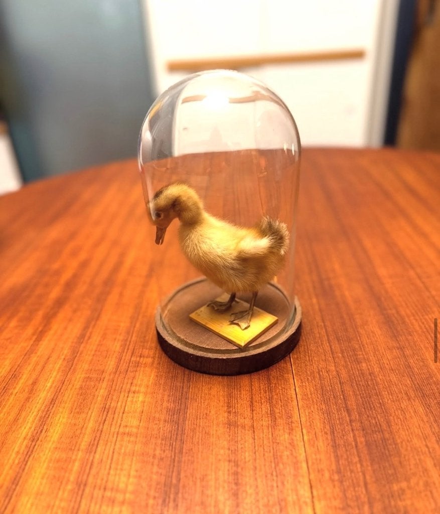Taxidermie eend, kuiken, Ophalen of Verzenden