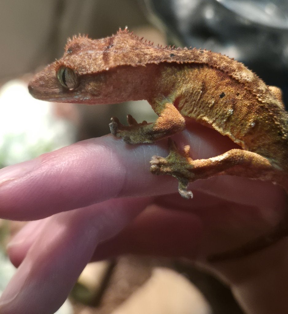Wimpergekko (harlequin), Dieren en Toebehoren, Reptielen en Amfibieën, Hagedis, Tam, 0 tot 2 jaar