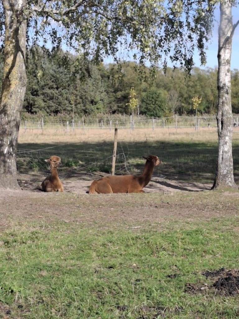 Alapaca hengsten te koop licht en donker bruin, Dieren en Toebehoren, Ophalen of Verzenden