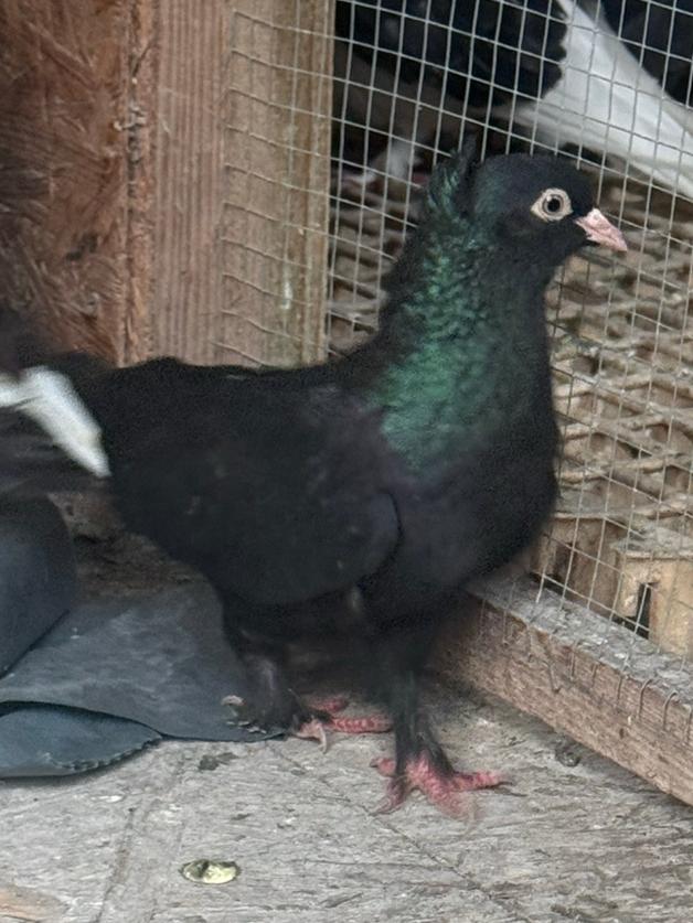 Takla duiven mannelijk, Dieren en Toebehoren, Vogels | Duiven, Mannelijk